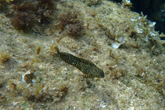 Parablennius sanguinolentus