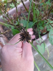 Cyperus fuscus