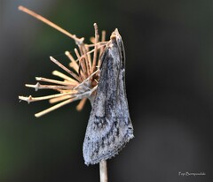 Evergestis isatidalis