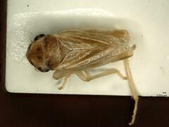 Evacanthus acuminatus