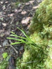 Psilotum complanatum