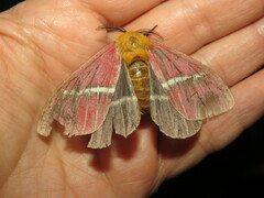 Pseudodirphia menander