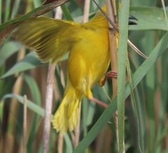 Ploceus xanthopterus marleyi