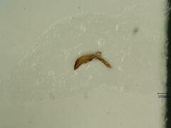 Jassargus pseudocellaris