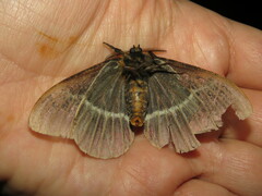 Pseudodirphia menander