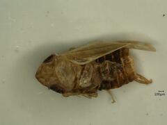 Jassargus pseudocellaris