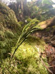 Psilotum complanatum