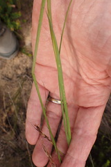 Gladiolus permeabilis