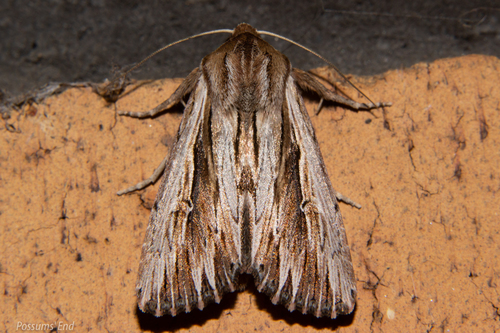 Southern Armyworm photo 3