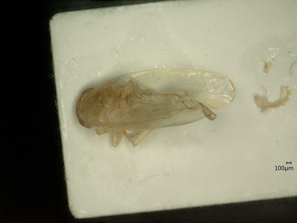 Kybos rufescens