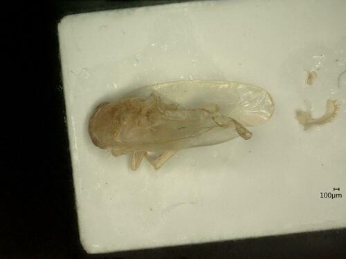 Kybos rufescens