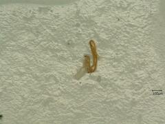 Macrosteles variatus