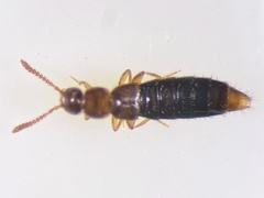 Geostiba circellaris