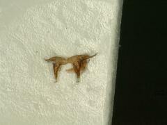 Macrosteles variatus