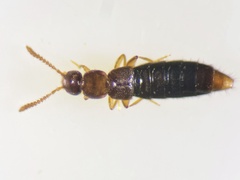 Geostiba circellaris