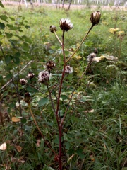 Crepis sibirica
