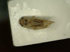 Macrosteles variatus