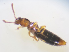 Geostiba circellaris