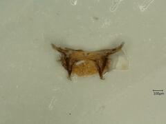 Macrosteles variatus