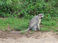 Chlorocebus pygerythrus pygerythrus