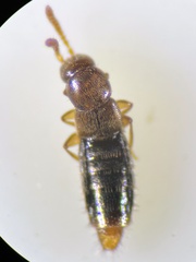 Geostiba circellaris