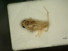 Macrosteles variatus