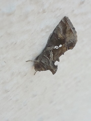 Trichoplusia ni