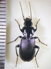 Pterostichus aethiops
