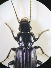 Pterostichus aethiops