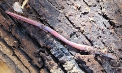 Lumbricus terrestris