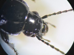 Pterostichus aethiops