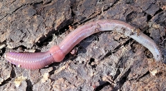 Lumbricus terrestris