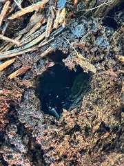 Pterostichus aethiops