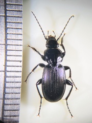 Pterostichus aethiops