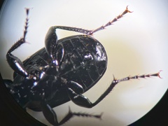 Pterostichus aethiops