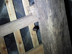 Rhinolophus hipposideros