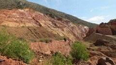 Dodonaea viscosa angustifolia