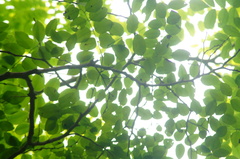 Dalbergia granadillo