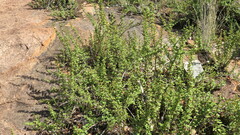 Myrothamnus flabellifolius