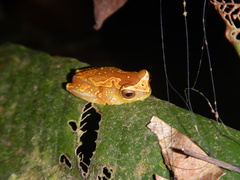 Dendropsophus ebraccatus