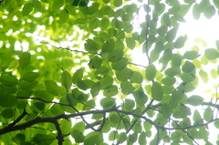 Dalbergia granadillo