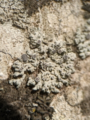 Physcia stellaris