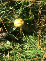 Suillus americanus