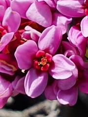 Sonderothamnus petraeus