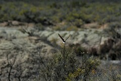 Neoxolmis salinarum
