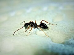 Camponotus piceus