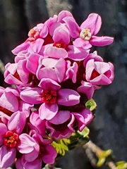 Sonderothamnus petraeus