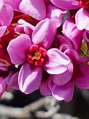 Sonderothamnus petraeus