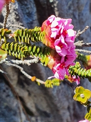 Sonderothamnus petraeus