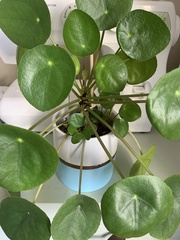 Pilea peperomioides